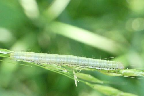 Réf. 258 926 : Eremobia ochroleuca